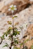 Farinopsis salesoviana. Верхушка побега с цветком. Таджикистан, Горно-Бадахшанская автономная обл., Рушанский р-н, хр. Музкол, Сарезское оз., Усойский завал, выс. ≈ 2800 м н.у.м., селевой вынос р. Усойдара. 28 июня 2024 г.