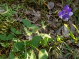 Lathyrus laxiflorus. Побег с соцветием. Крым, Южный Берег, подножие горы Аю-Даг, окр. ПГТ Партенит. 24.05.2024.