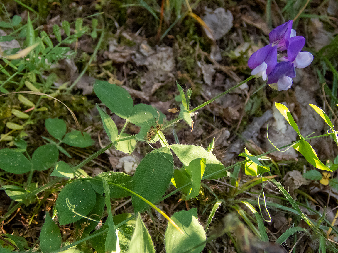 Изображение особи Lathyrus laxiflorus.