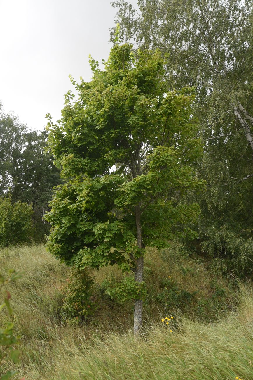 Image of Acer platanoides specimen.