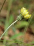 Pilosella officinarum. Верхушка побега с распускающимся соцветием. Ленинградская обл., Лужский р-н, окр. дер. Кемка, ур. Черепановская стоянка; дол. р. Луга, поляна в хвойно-широколиственном лесу у высокого берега. 13.06.2024.