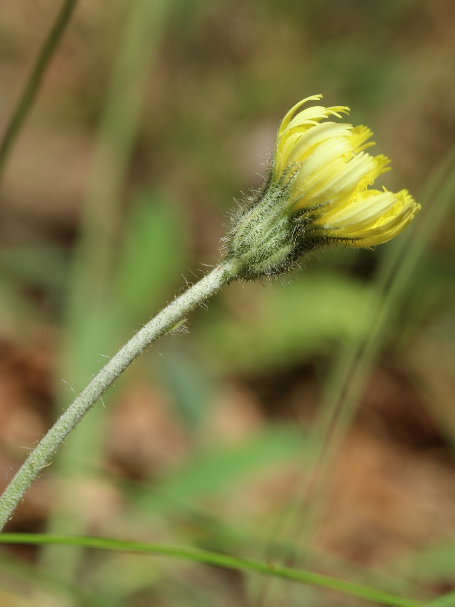 Изображение особи Pilosella officinarum.