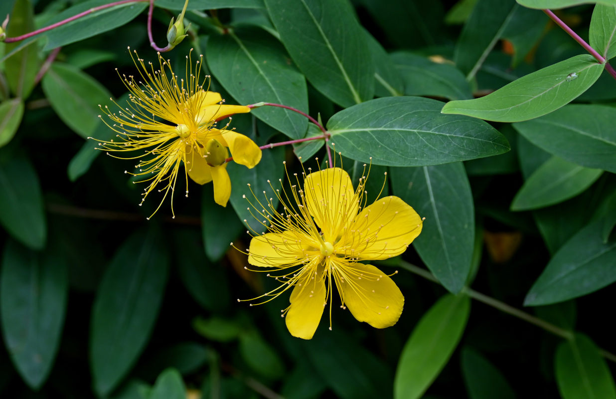 Изображение особи Hypericum monogynum.