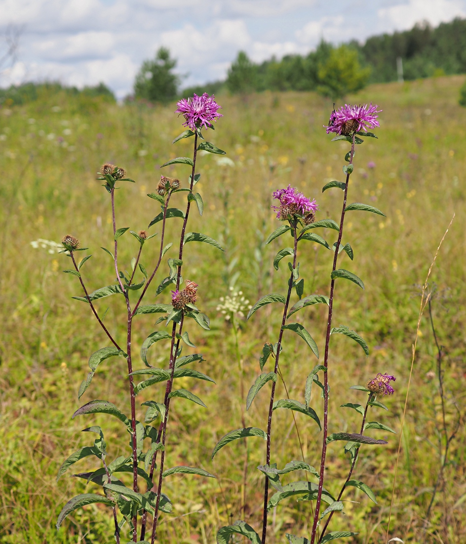 Image of Centaurea pseudophrygia specimen.