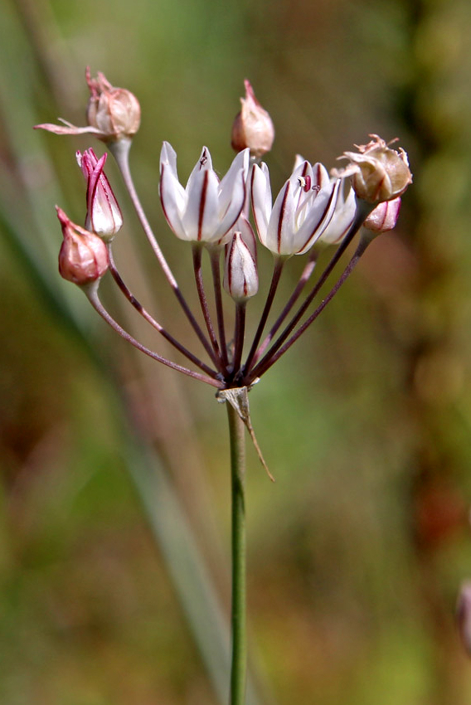 Image of Allium inaequale specimen.