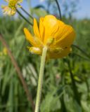 Ranunculus oreophilus. Верхушка побега с цветком. Карачаево-Черкесия, Зеленчукский р-н, гора Джисса, ≈ 1600 м н.у.м., субальпийский луг. 14.06.2024.