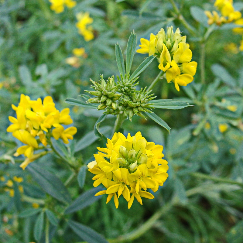 Image of Medicago falcata specimen.