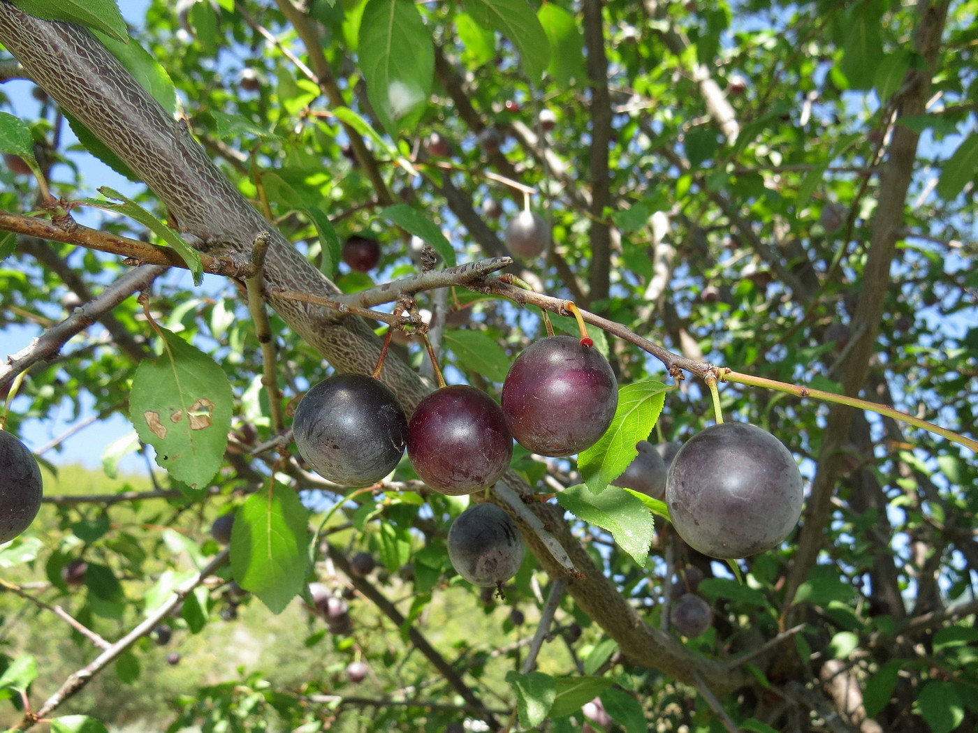 Image of Prunus domestica specimen.