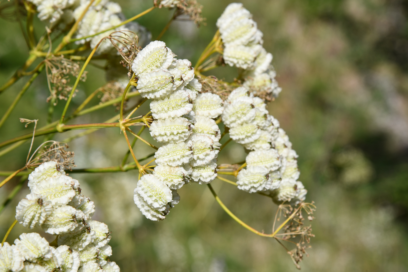 Image of Prangos pabularia specimen.