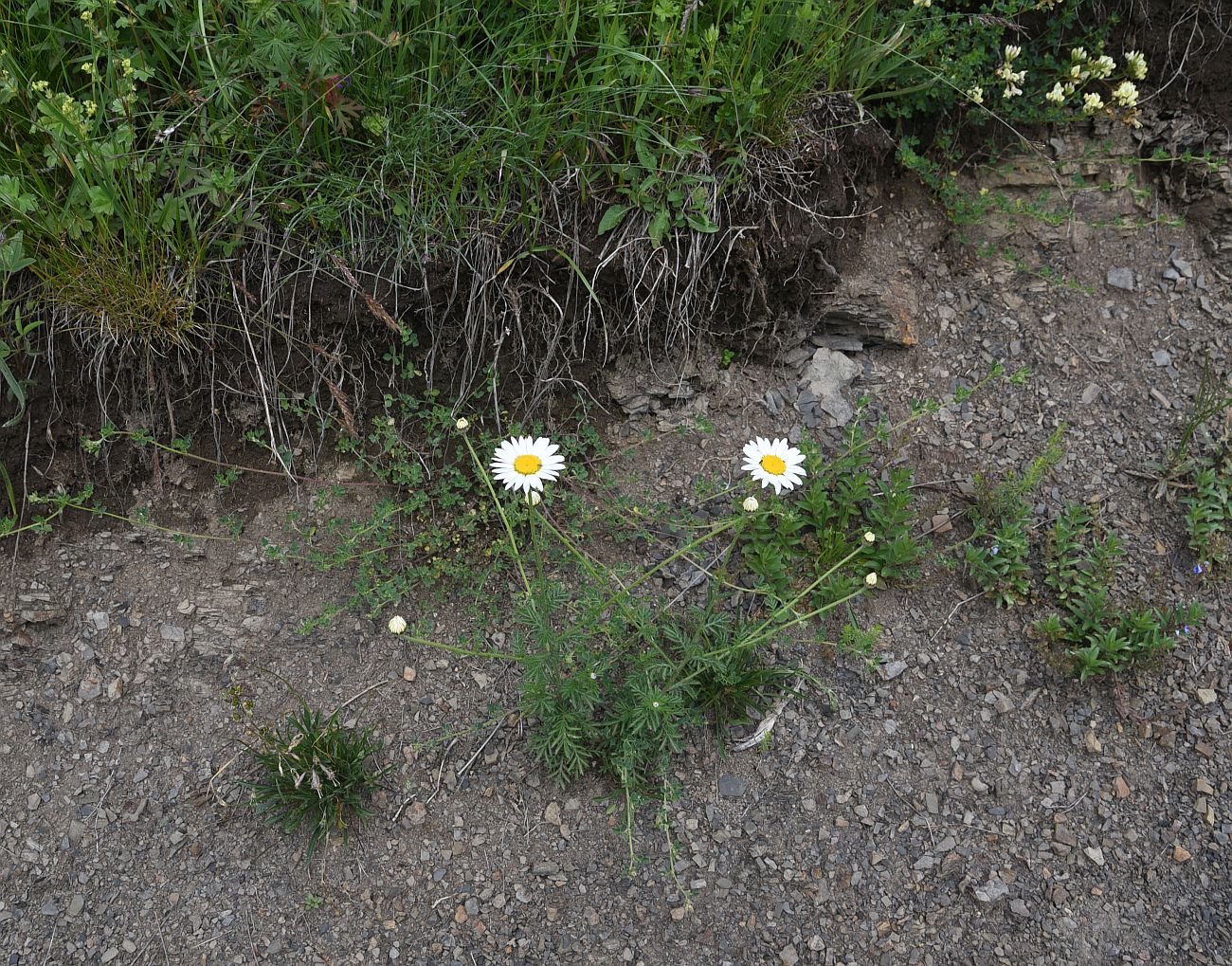 Image of Anthemis rigescens specimen.