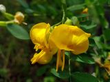 Смотреть изображение Colutea cilicica
