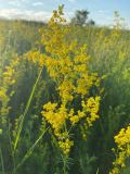 Galium verum