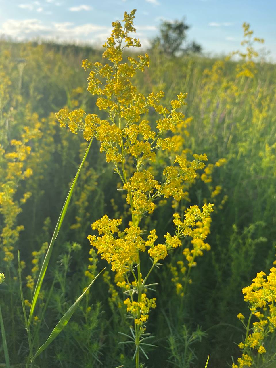 Image of Galium verum specimen.