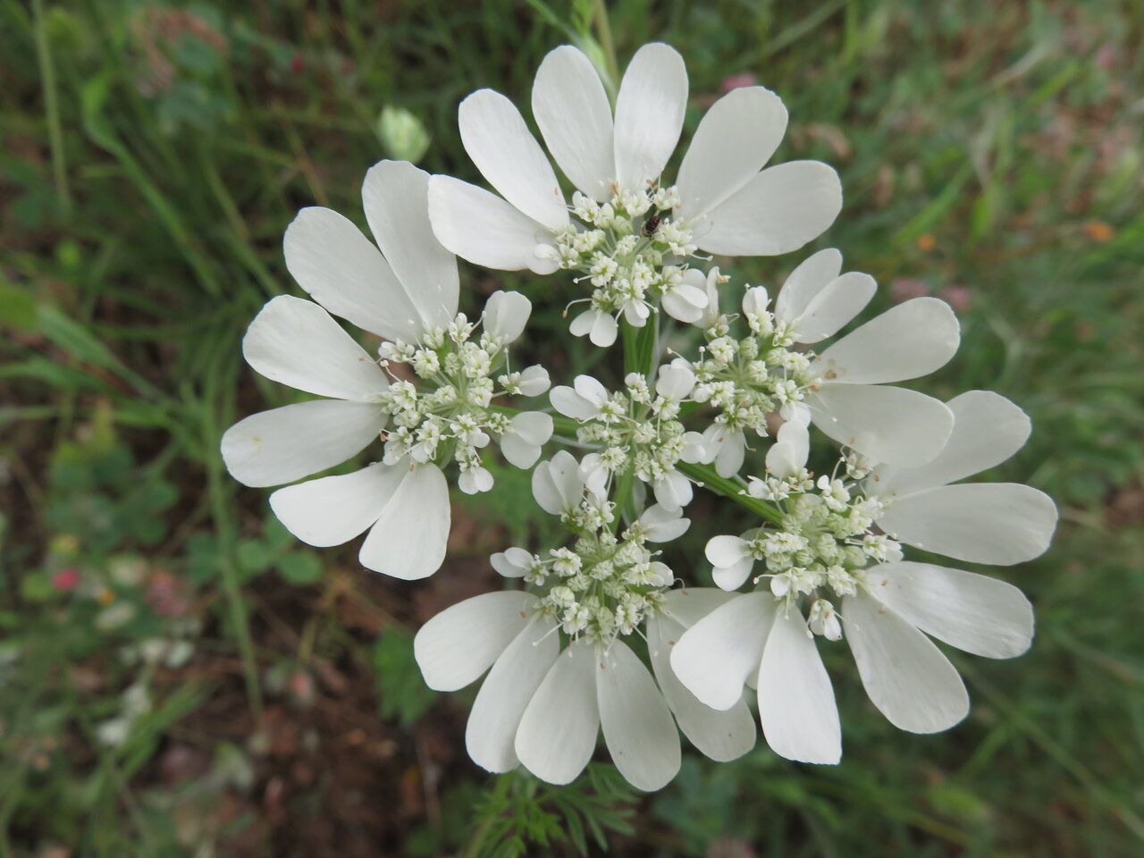 Image of Orlaya grandiflora specimen.