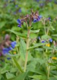 Pulmonaria mollis