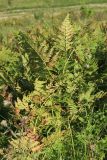 Pteridium pinetorum
