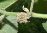 Broussonetia papyrifera
