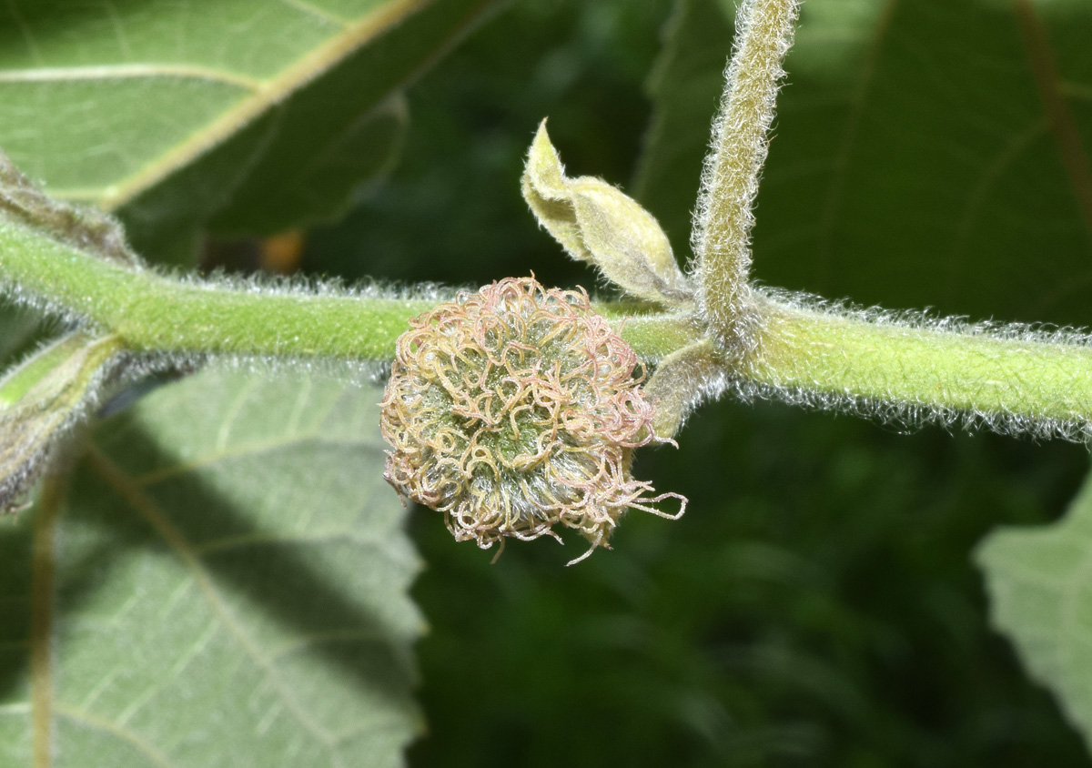 Image of Broussonetia papyrifera specimen.