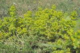 Cruciata laevipes. Цветущие побеги. Крым, Симферополь, Марьино, степной склон. 28.04.2013.