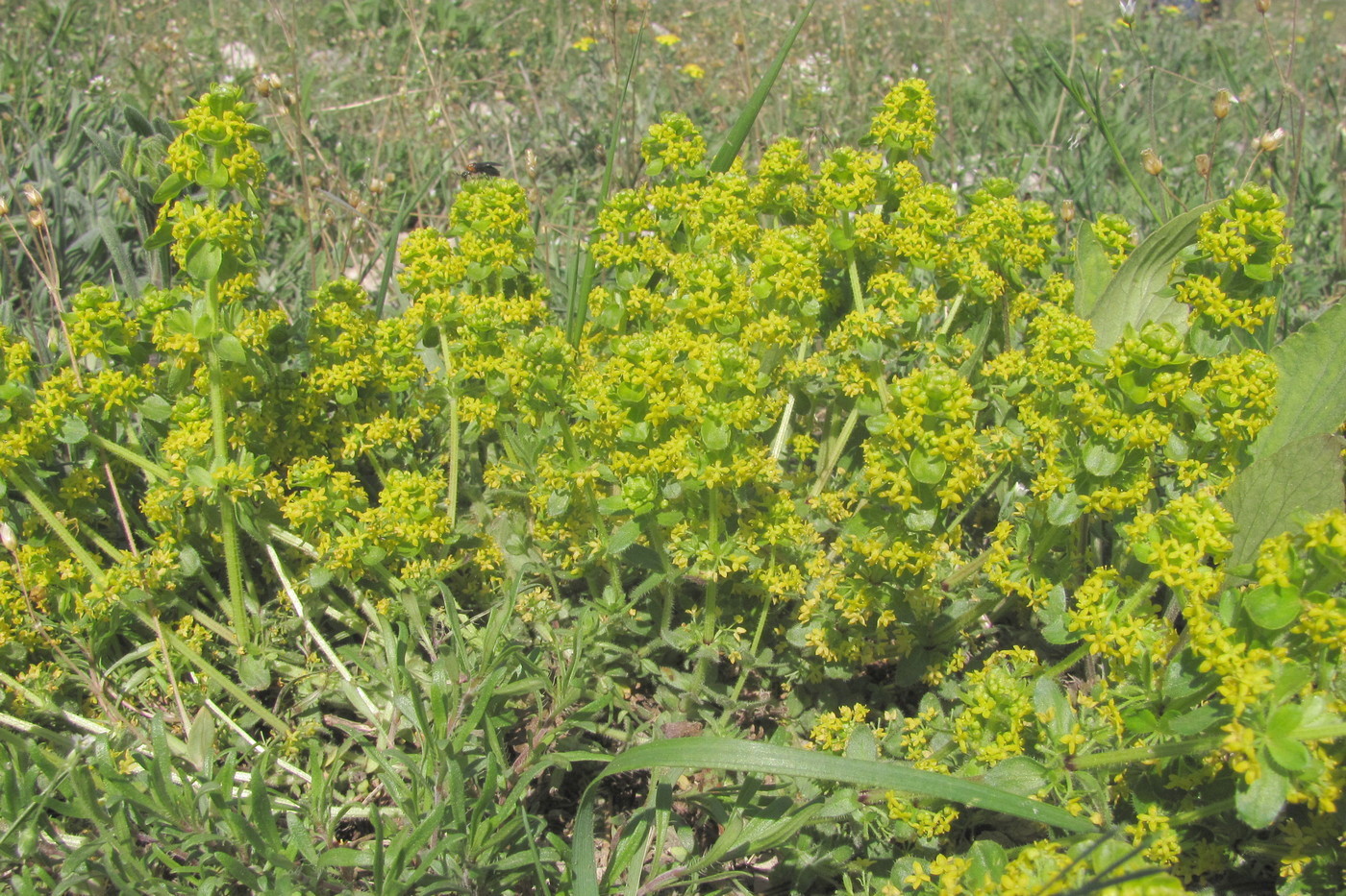 Image of Cruciata laevipes specimen.