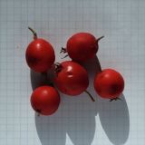 View full-size image Crataegus submollis