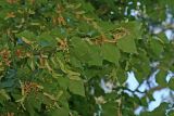 Tilia begoniifolia. Ветвь с плодами. Республика Абхазия, г. Сухум. 25.08.2009.