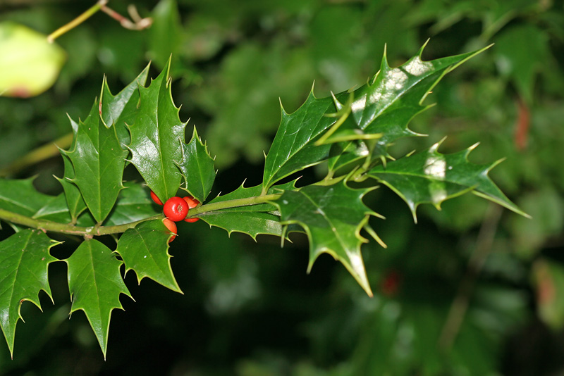 Image of Ilex colchica specimen.