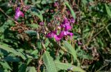 View full-size image Impatiens glandulifera
