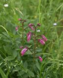 View full-size image Dictamnus caucasicus
