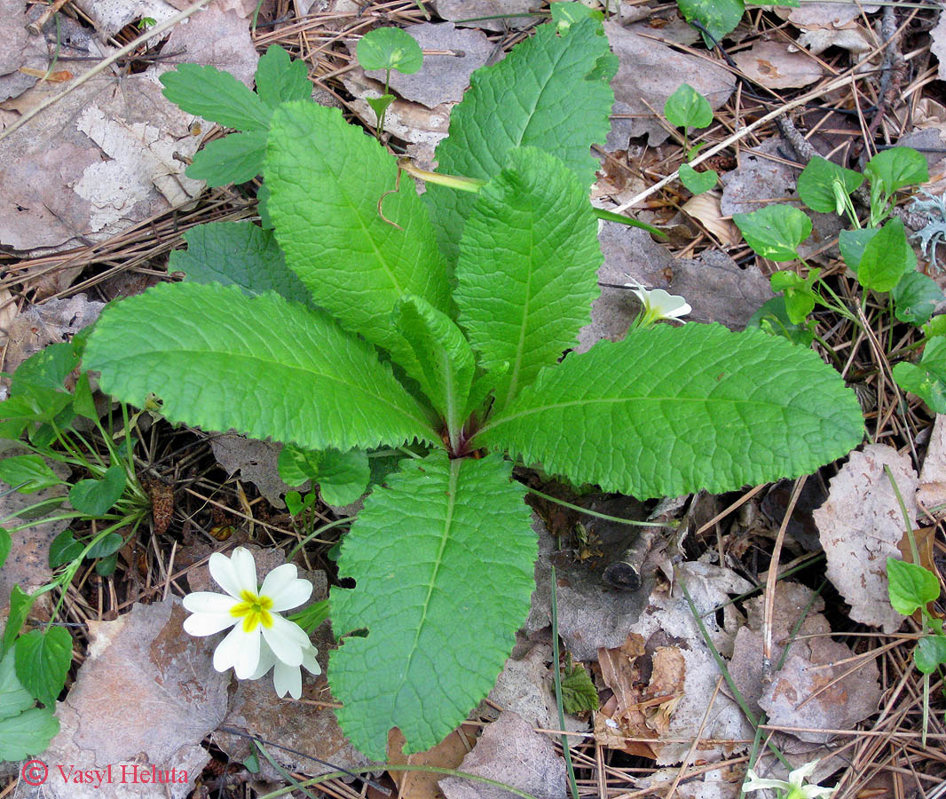 Изображение особи Primula vulgaris.