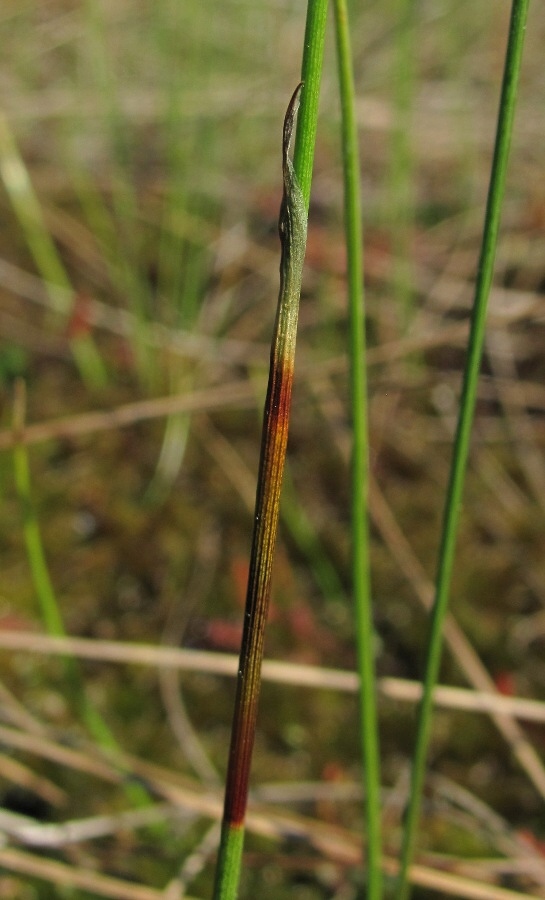 Изображение особи Eriophorum russeolum.