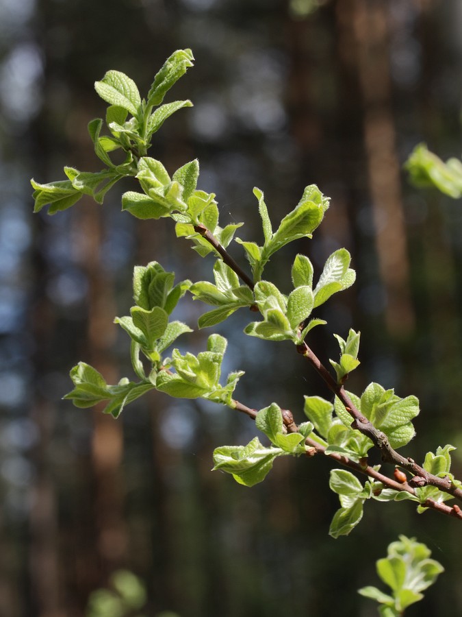 Image of Salix aurita specimen.