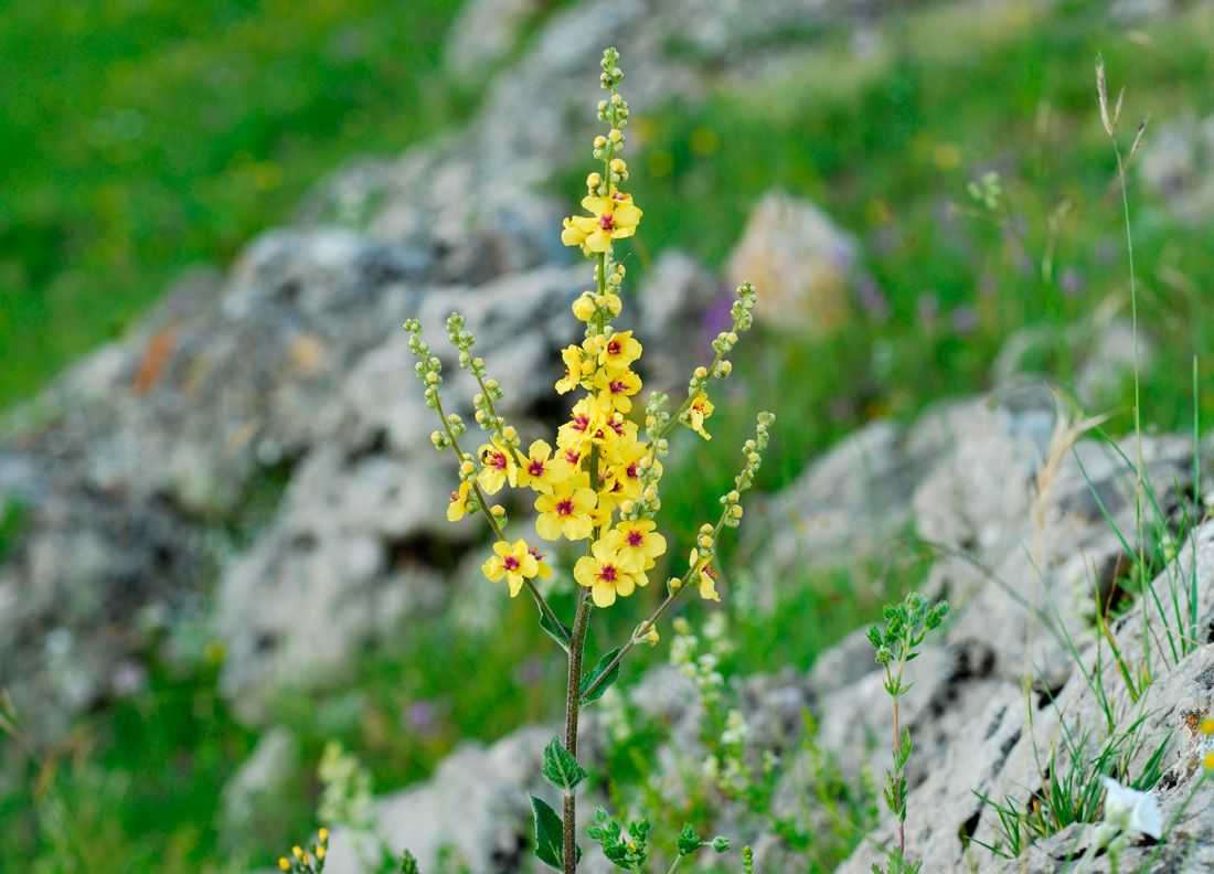 Image of Verbascum marschallianum specimen.