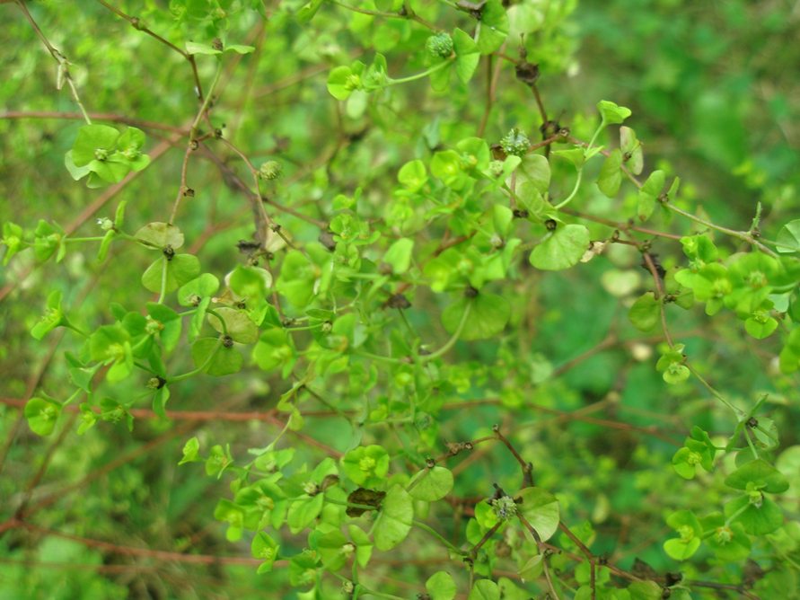 Image of Euphorbia stricta specimen.