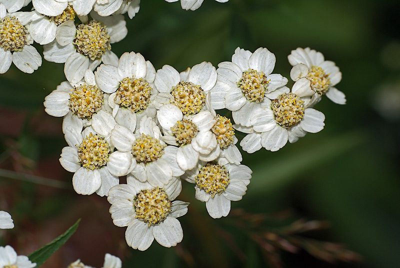 Изображение особи Achillea ptarmica.