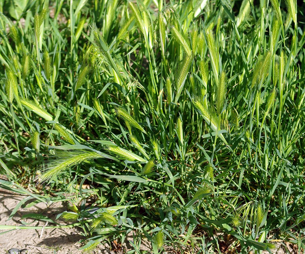 Image of Hordeum leporinum specimen.