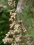 Artemisia vulgaris. Верхушка цветущего растения. Свердловская обл., окр. г. Североуральск, правый берег канала Дублёр. 05.08.2011.