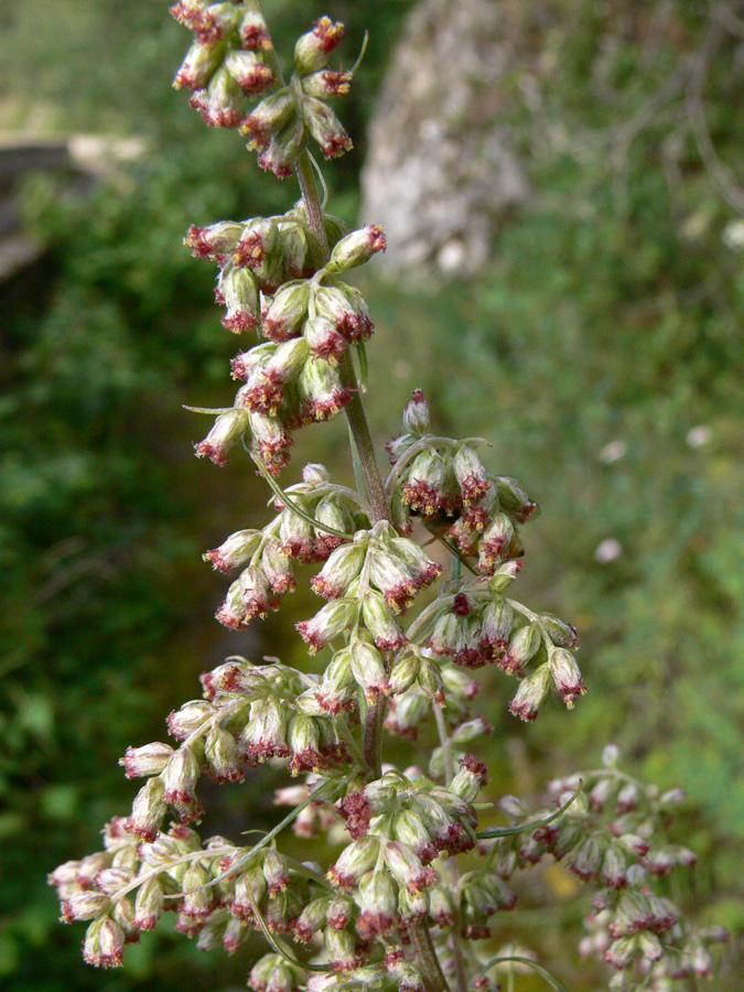 Image of Artemisia vulgaris specimen.