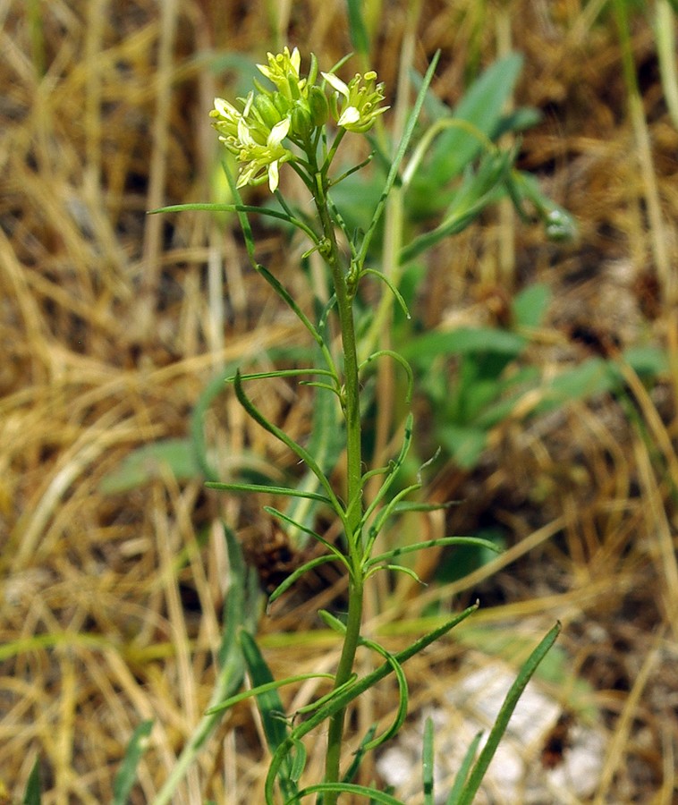 Image of Sisymbrium altissimum specimen.