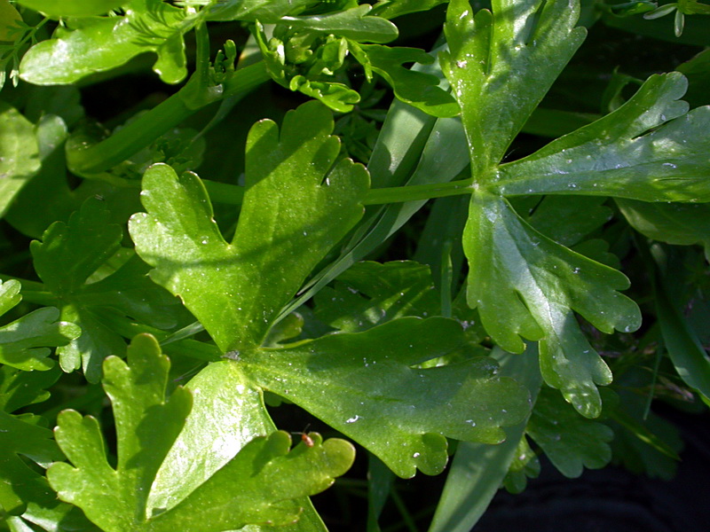 Image of Ranunculus sceleratus specimen.