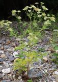 familia Apiaceae. Цветущее растение. Приморский край, Лазовский р-н, Лазовский заповедник, кордон Карпадь, каменистый берег р. Прямушки. 19.08.2009.