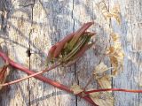 Astragalus glycyphyllos. Часть стебля с плодами. Курская обл., г. Железногорск, берег вдхр. на р. Погарщина. 19 июля 2007 г.