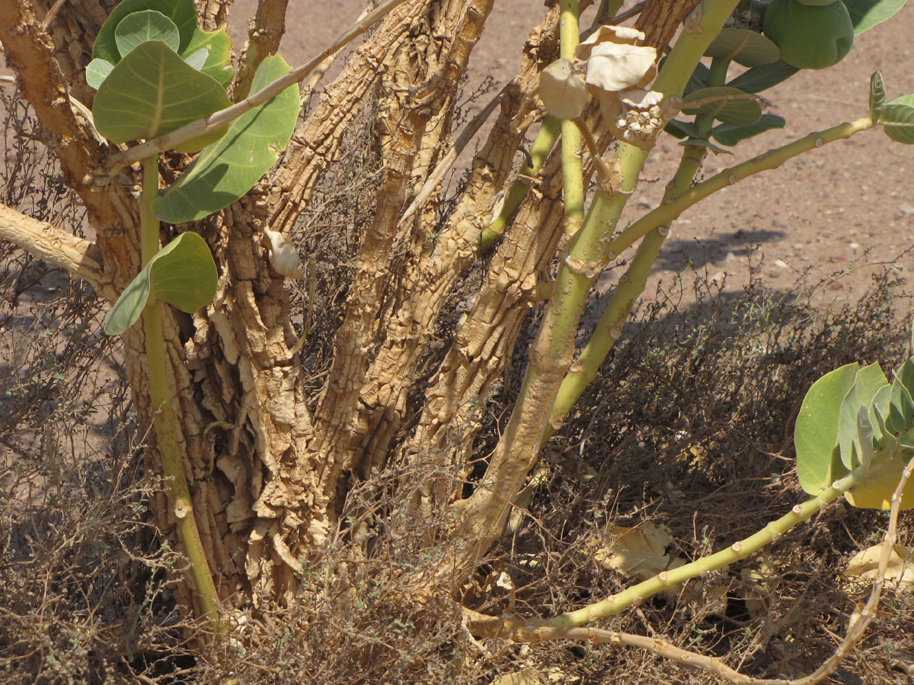 Image of Calotropis procera specimen.