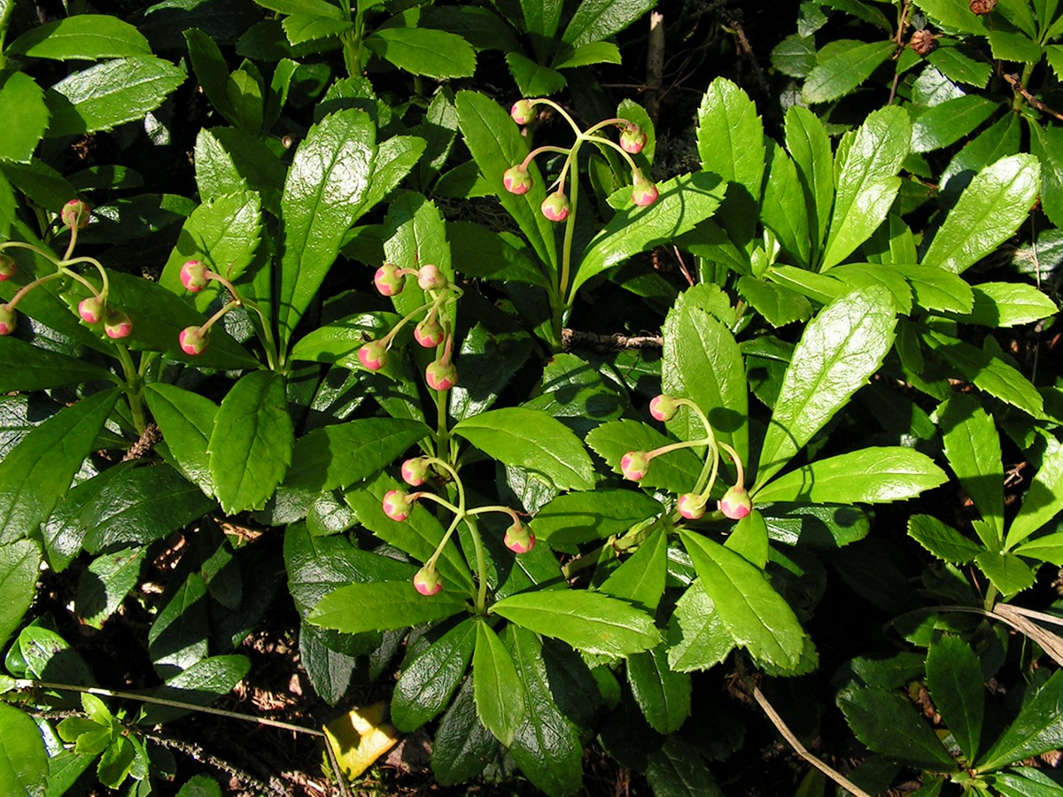 Изображение особи Chimaphila umbellata.