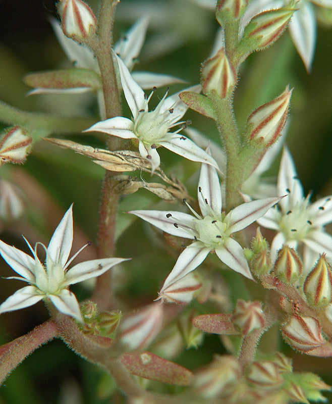 Image of Sedum pallidum specimen.