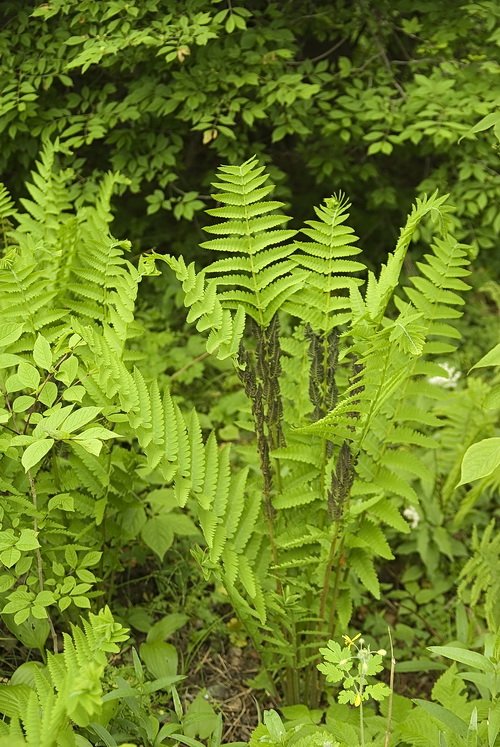 Image of Osmundastrum claytonianum specimen.