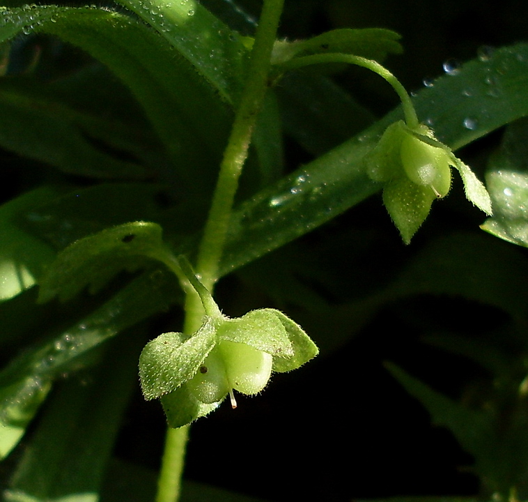 Image of Veronica polita specimen.