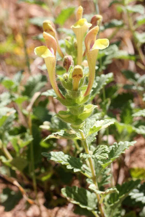 Изображение особи Scutellaria adenostegia.