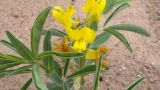 Thermopsis lanceolata