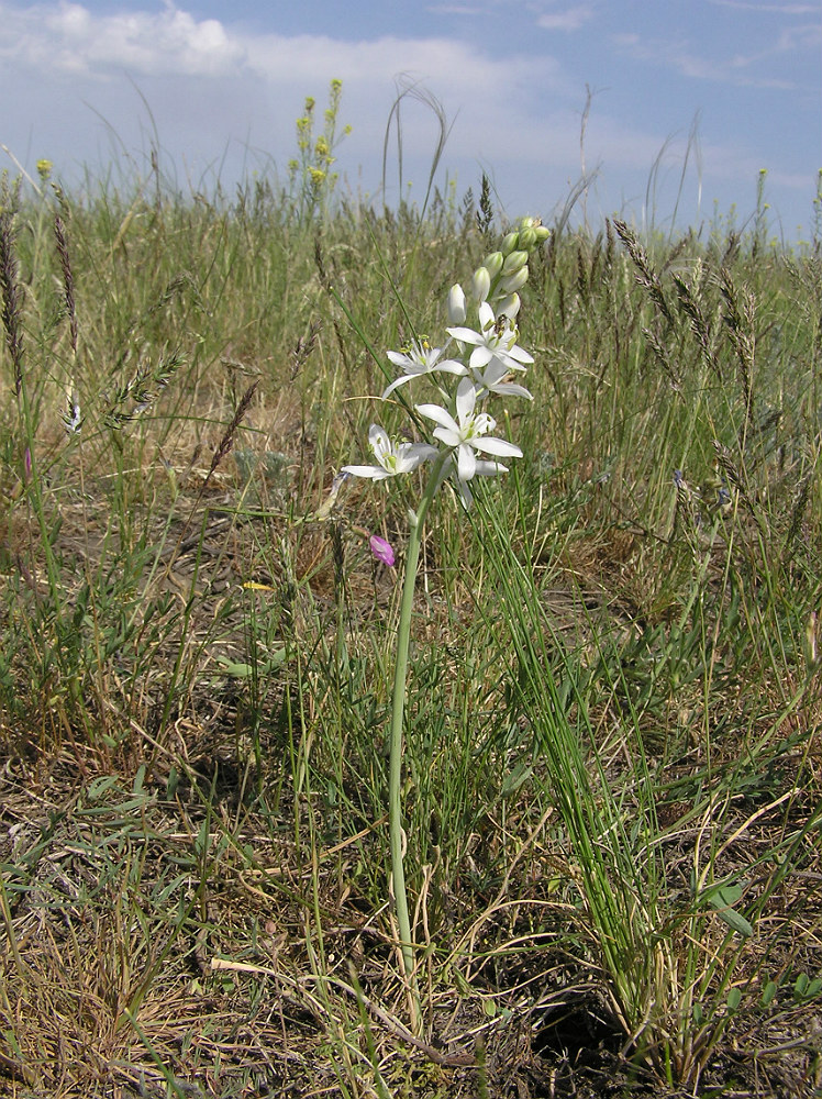 Image of Ornithogalum fischerianum specimen.